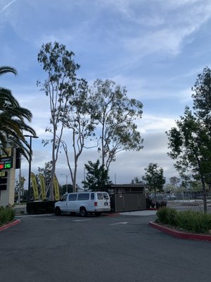 Tree Removal