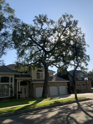 Palm Tree Services