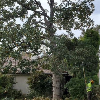 Magnolia tree pruned by certified arborist